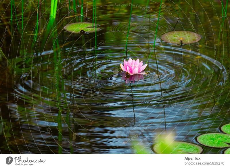 Seerose wird wie von Geisterhand bewegt Seerosen Teich Wasser Seerosenteich Pflanze Natur Farbfoto erruption Bewegung Wellen Wellengang Blüte grün