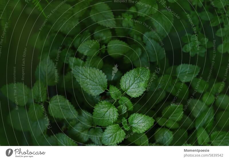 Kräuter Minze Kräuter & Gewürze frisch grün Farbfoto Lebensmittel Pflanze Gesundheit Blatt Nahaufnahme natürlich Natur organisch Garten Ernährung Nutzpflanze