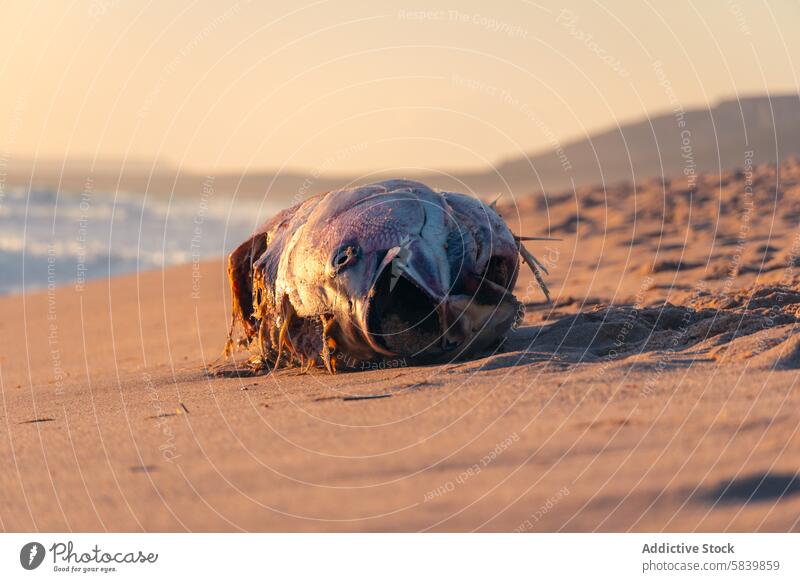 Sonnenuntergang über einem gestrandeten Fisch am Atlanterra Beach Strand atlanterra Cadiz Verstorbener Sand Hintergrund Natur Tierwelt marin Küstenlinie Ufer