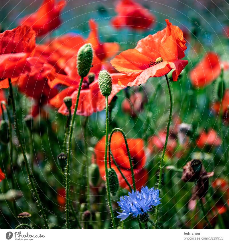 blümchen sommerlich wunderschön Blütenblatt Wildpflanze Sommer Garten blühen Blume kornblumen mohnblumen Farbfoto leuchtend Schönes Wetter Mohn prächtig Blatt