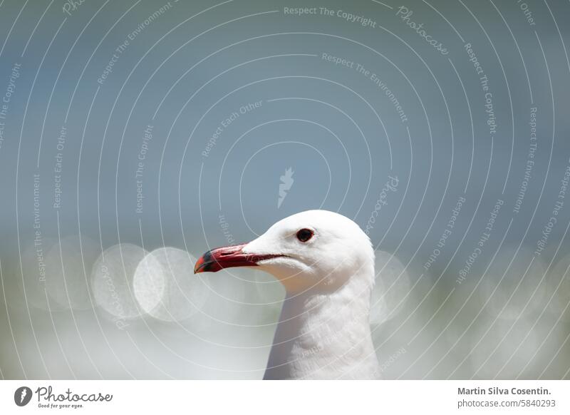 Möwe an der Strandküste von Ibiza im Sommer Air Tier Hintergrund Schnabel schön Vogel Vögel blau hell Küste Feder Flug Schwarm Fliege frei Freiheit grau Insel