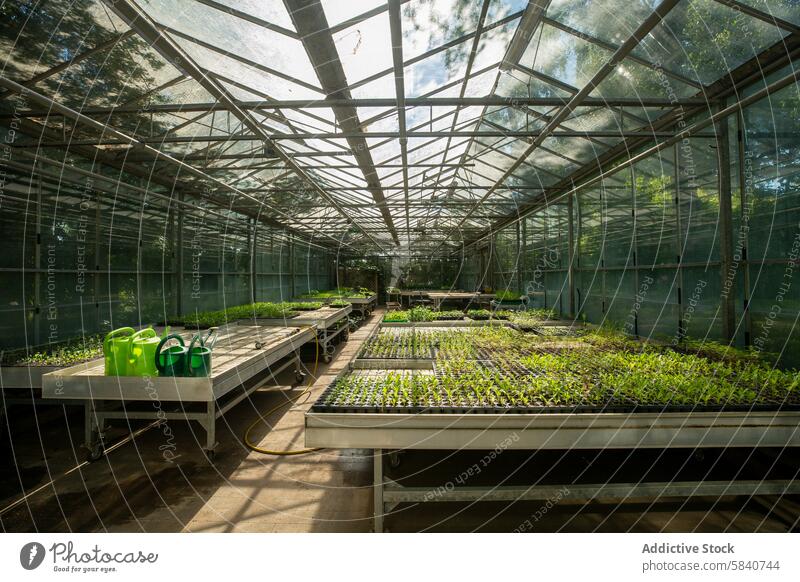 Sonnendurchflutetes Gewächshaus mit Setzlingstabletts und Gießkannen Sonnenlicht Keimling Tablett Bauernhof Ackerbau Bodenbearbeitung Pflanze Gartenbau Tisch