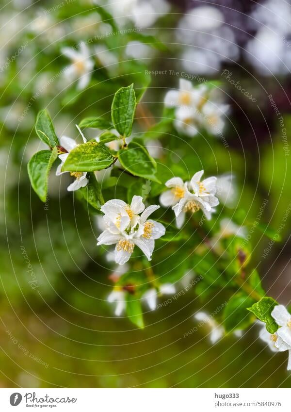 Philadelphus Lewisii Pflanze Pfeifenstrauch Blüte Hortensie Hortensienblüte Hortensienblätter Nahaufnahme Natur Blume Farbfoto Detailaufnahme Außenaufnahme