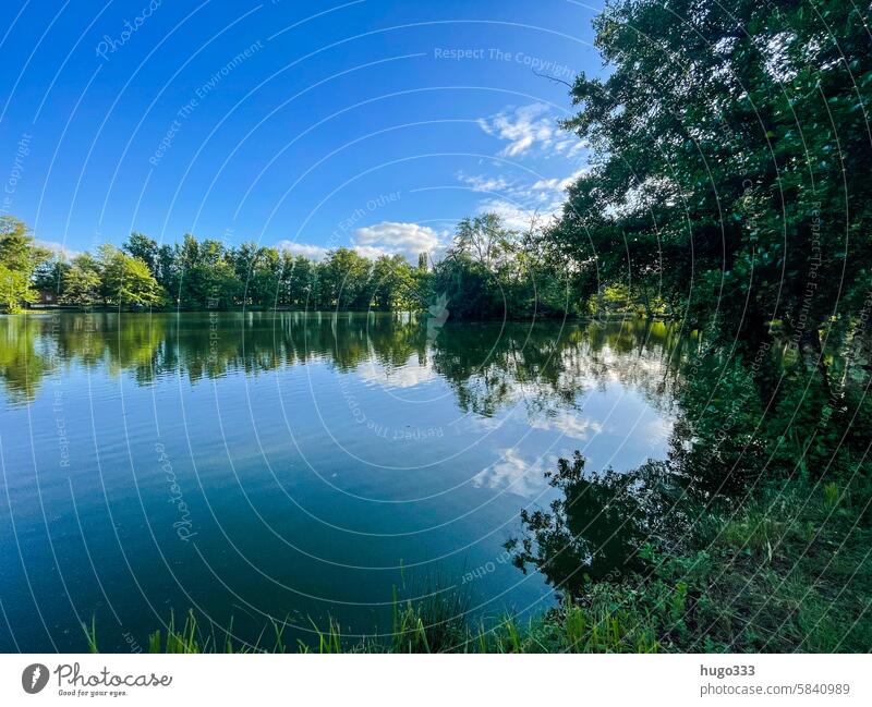 Spiegelung im See Natur Reflexion Reflexion & Spiegelung Idylle Baum Bäume ufer still Wasser Seeufer Wasseroberfläche ruhig Landschaft Ruhe friedlich Wald