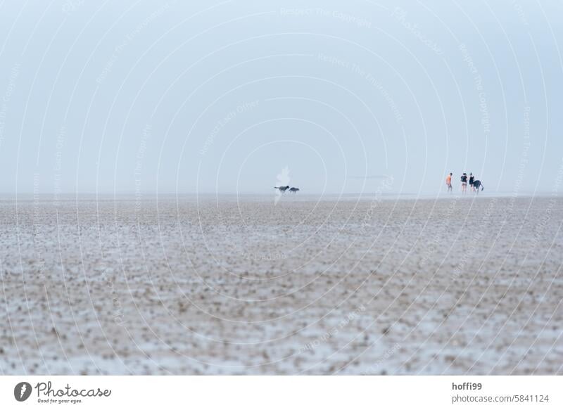 Menschen und Hunde am Horizont bei Ebbe im Wattenmeer Wattwanderung wandern Ebbe und Flut Strand Ferien & Urlaub & Reisen Schlamm nass Ferne Fernweh