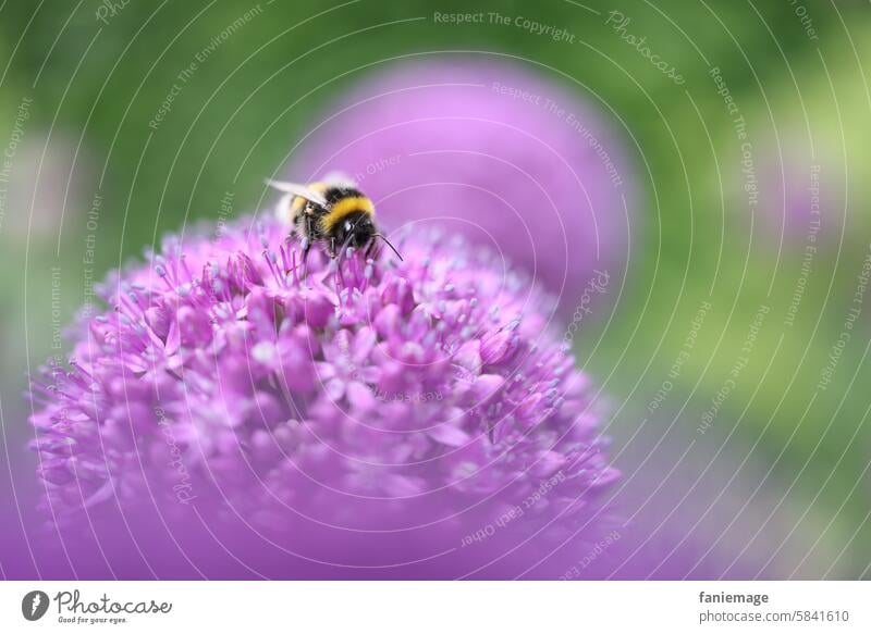 Hummel auf lila Blüte hummel bluete bestaeuben Insekt brummen flauschig rosa Garten Natur Nahaufname Frühling Sommer Summen