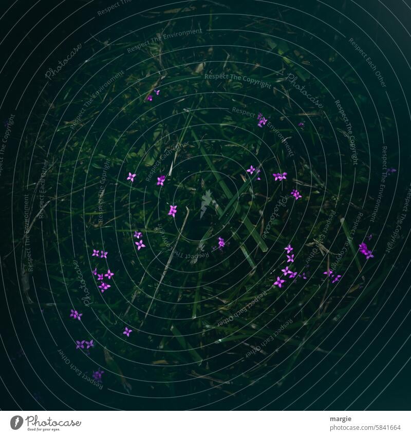 Kleine Blümchen im Rasen Blumen Wiese Sterne klein natürlich grün lila Blätter Natur Pflanze Blühend Blüte Nahaufnahme Außenaufnahme Menschenleer Blüten blühend