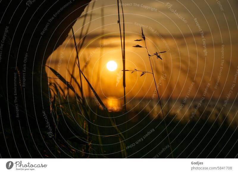 Bodennaher Blick durch Gräser auf die Abendsonne, die über dem Wasser unter geht Gras Abendlicht goldene Stunde Sonnenlicht Natur Sonnenuntergang goldene stunde