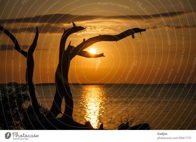 Abendsonne scheint zwischen Ästen eines verwitterten Baumes hindurch. Der Lichtschein spiegelt sich im Wasser Sonnenuntergang Sonnenlicht Ast Natur