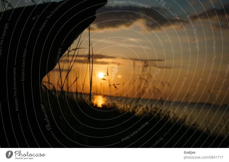 Bodennaher Blick durch Gräser auf die Abendsonne, die über dem Wasser unter geht Gras Abendlicht goldene Stunde Sonnenlicht Natur Sonnenuntergang goldene stunde