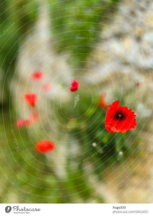 Mohn an der Wand rot Blüte Blume Mohnblüte Klatschmohn Sommer Pflanze Idylle roter mohn Natur Außenaufnahme Menschenleer Farbfoto Unschärfe