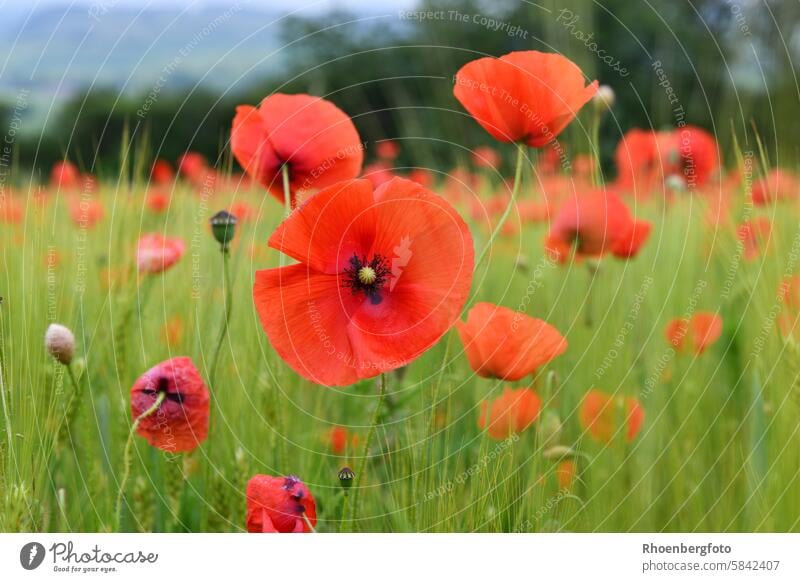 Mohnblumenfeld rot grün Getreide Feld Getreidefeld Kornfeld Sommer Natur Ackerbau Außenaufnahme Landwirtschaft Nahaufnahme Blumen blüte Pollen Samen Mohnkuchen