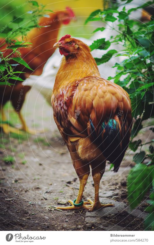 Hühnchen Lebensmittel Fleisch Ernährung Bioprodukte Natur Tier Garten Wiese Nutztier Haushuhn Geflügel 1 2 laufen stehen Gesundheit Glück braun mehrfarbig grün