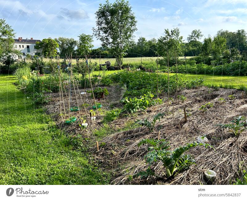 Permakultur Garten im Frühsommer biologisch gärtnern Gartenarbeit Natur Freizeit & Hobby Wachstum Pflanzen Bio Mulch Mulchschicht Stroh Artischocke Kartoffeln