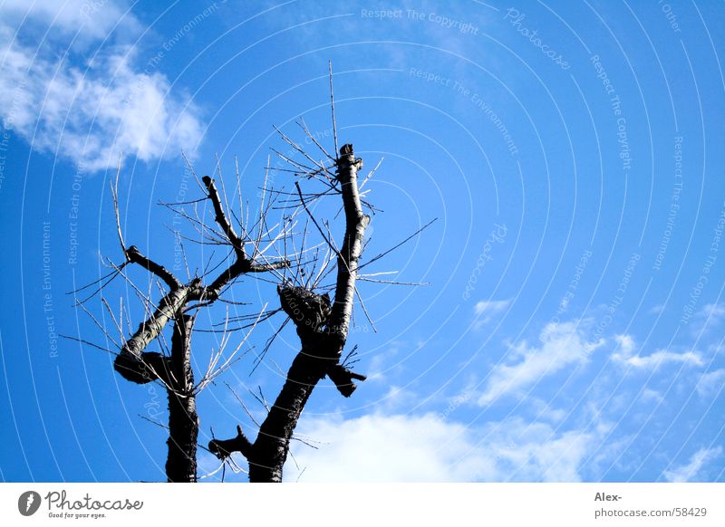 Leben nach dem Tod Baum Wachstum vernichten zerstören Pflanze Wolken Luft Baumrinde Natur alt Himmel Erde Ast Baumstamm