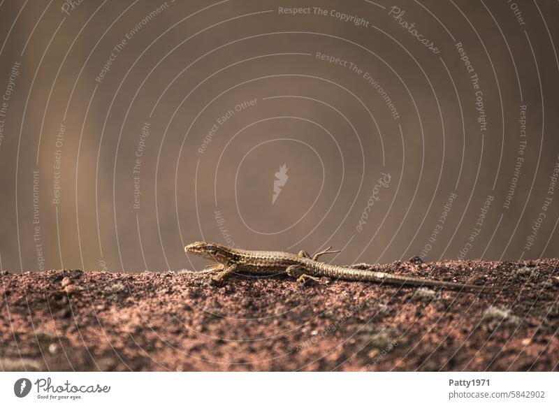 Kleine Eidechse sitzt in der Sonne auf einer Mauer Reptil Sonnenlicht Wildtier Tier Natur braun Tierporträt Tierwelt 1 Echsen Tag