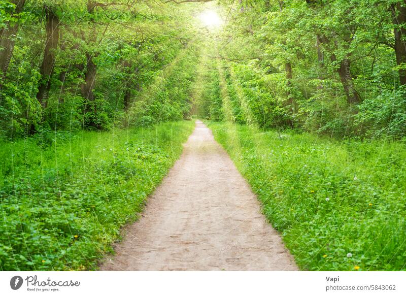 Waldparkweg mit grünen Bäumen Baum Park Natur Fahrspur Gras Straße Landschaft Weg Stollen grüner Tunnel Sonnenlicht Wiese Sommer Rasen Pflanze Licht