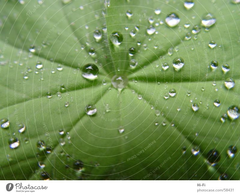 Nasses Blatt nass Wassertropfen feucht Palme Sträucher Natur Nahaufnahme wasserspiele