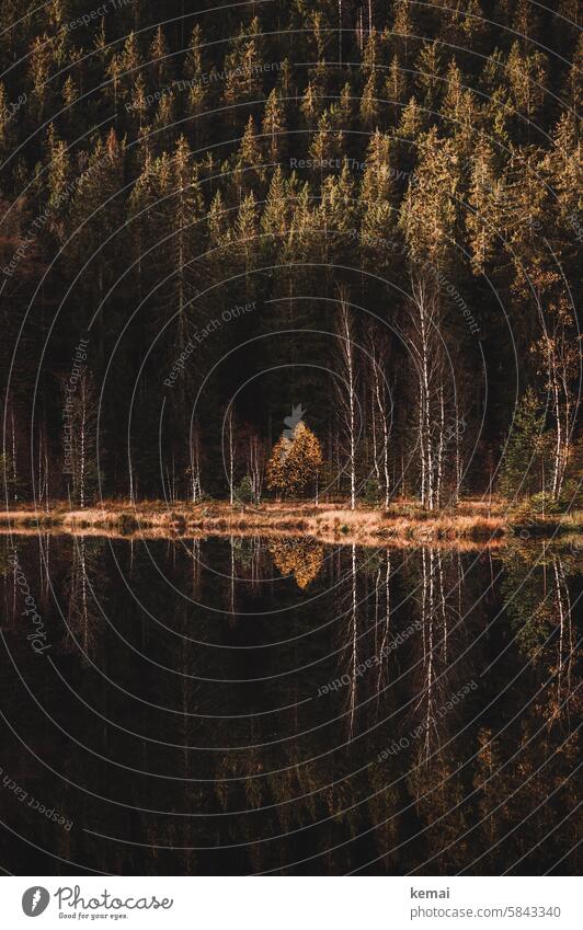 Spiegelung am See Ufer Seeufer Schwarzwald Wasser Wasseroberfläche Baum Herbst dunkel einsam Stimmung Natur Naturschönheit Stille Reflexion & Spiegelung ruhig