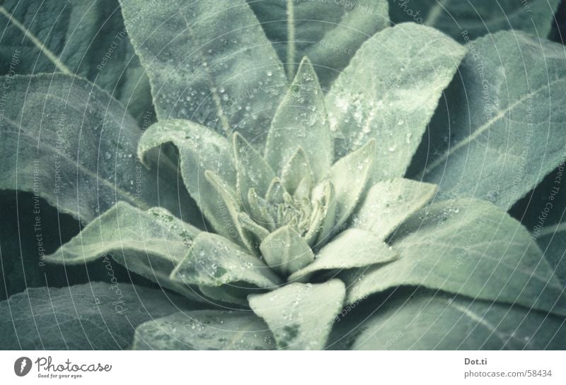 Königskerze Blätter mit Tautropfen analog Heilpflanzen staudenpflanze Garten Natur Pflanze Wassertropfen Blatt Grünpflanze Park Wachstum grün hellgrün samtig