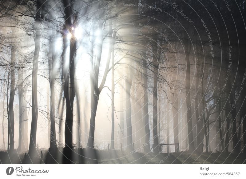 Sonnenstrahlen durchbrechen den Morgennebel am Waldrand Umwelt Natur Landschaft Pflanze Winter Schönes Wetter Eis Frost Baum frieren leuchten stehen Wachstum