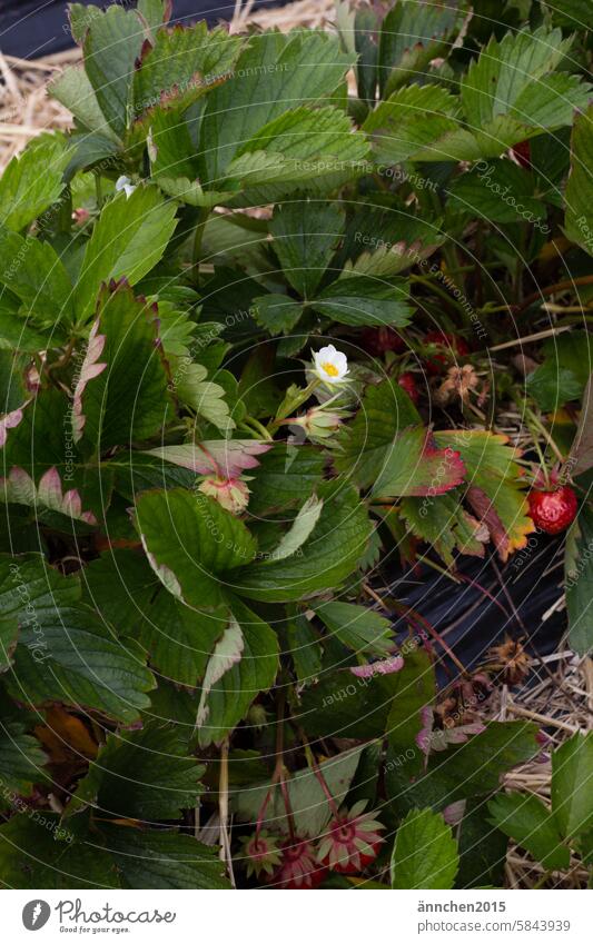 eine grüne Erdbeerpflanze auf einen Erdbeerfeld mit reifen Erdbeeren und einer weißen Blüte Sommer Obst pflücken rot Landleben Ernte - Pflanze Frucht frisch