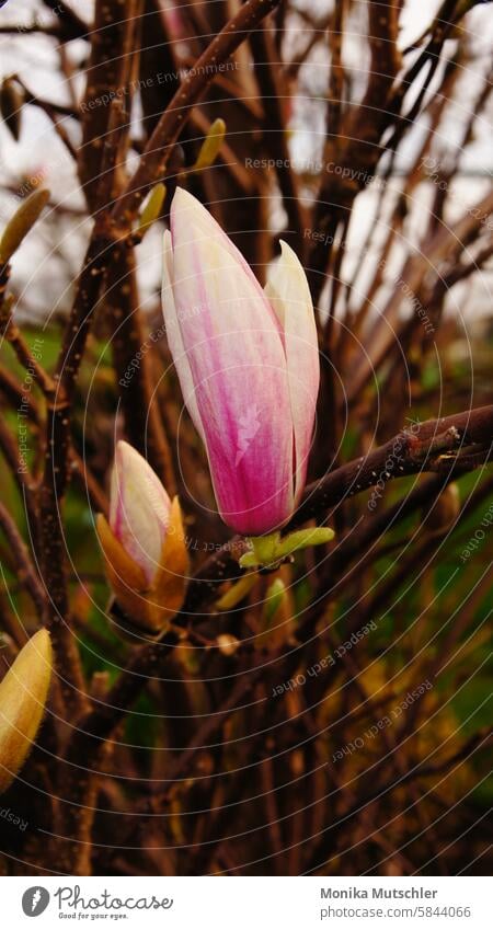 Magnolie Magnolienblüte Blüte rosa Magnolienbaum Natur Blühend schön blühen Farbfoto zart Blütenknospen Frühling Magnoliengewächse Baum Frühlingsgefühle