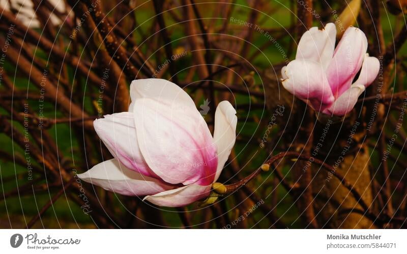 Magnolienblüten Blüte rosa Magnolienbaum Natur Blühend schön blühen Farbfoto zart Blütenknospen Frühling Magnoliengewächse Baum Frühlingsgefühle natürlich