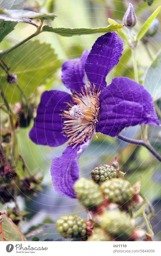 Clematis trifft Brombeere Natur Pflanzen Kletterpflanzen Frucht unreif Waldrebe Sorten großblumig blaulila