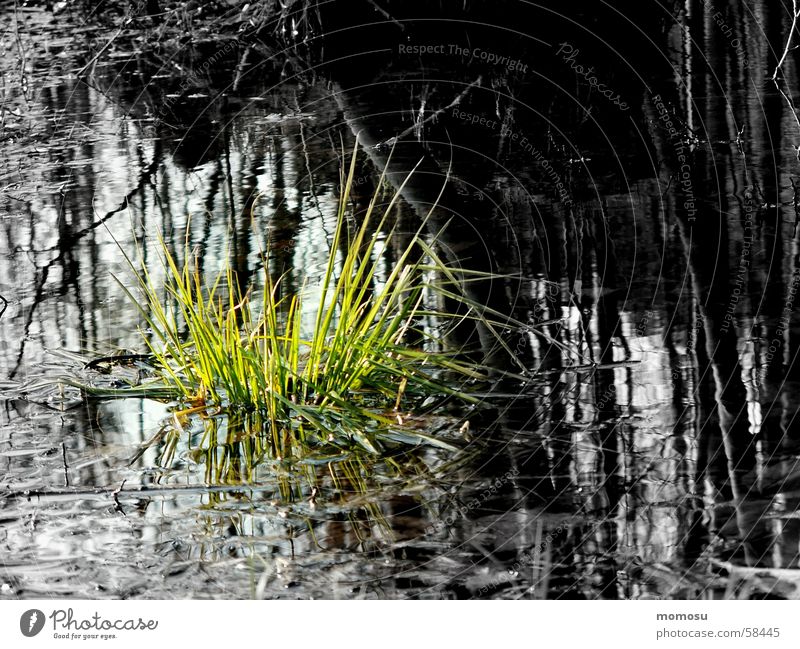 ...wenn Hoffnung wächst Gras Licht Wasser Überschwemmung Kontrast