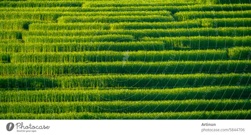 Landschaft der grünen Reisterrasse mit Sonnenlicht. Naturlandschaft. Grüner Reisanbau. Terrassenförmig angelegte Reisfelder. Reiseziele. Grüne Umgebung. Biologischer Reisanbau. Grüne Agrarlandschaft.