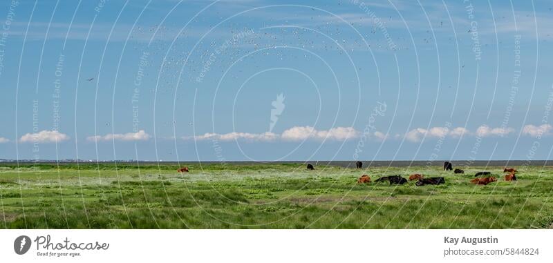 Galloway-Rinder in den Salzwiesen Freilandhaltung Weideflächen Silbermöwe Vögel Wildlife Krähen Küstenvogel Lachmöwe Landschaftsbild Nationalpark Wattenmeer