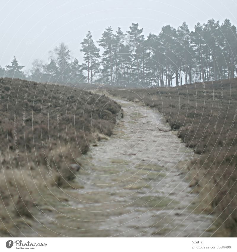 Gehmeditation in der Heide nordisch heimisch nordische Landschaft nordische Natur nordische Wildpflanzen nordische Romantik Heidestille Nebel Stille Ruhe