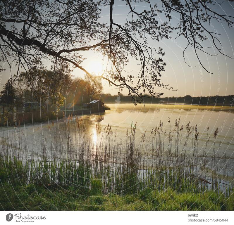 Mußestunde Teich Morgen Röhricht Gegenlicht Landschaft Natur Umwelt See Wasser Seeufer Schönes Wetter Sonnenlicht Idylle Farbfoto Außenaufnahme Menschenleer