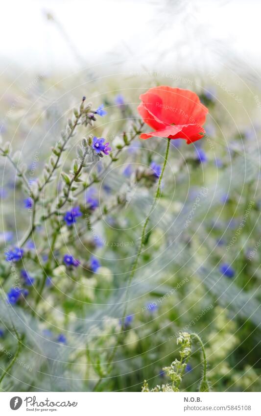 Mohnblume durch Zaun, hell und kühl Mohnblüte Schwache Tiefenschärfe Blume Pflanze Sommer rot Natur Blüte Außenaufnahme Farbfoto Menschenleer Klatschmohn