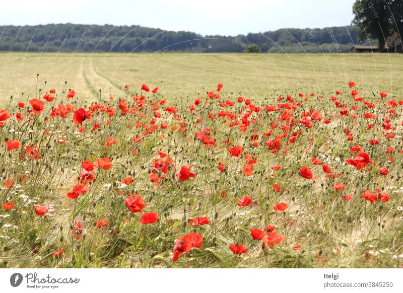 Mohnblumen am Feldrand Blüte Blume blühen wachsen Natur Landschaft Getreide Gerste Sommer Baum Wald Getreidefeld Kornfeld Landwirtschaft Pflanze Nutzpflanze