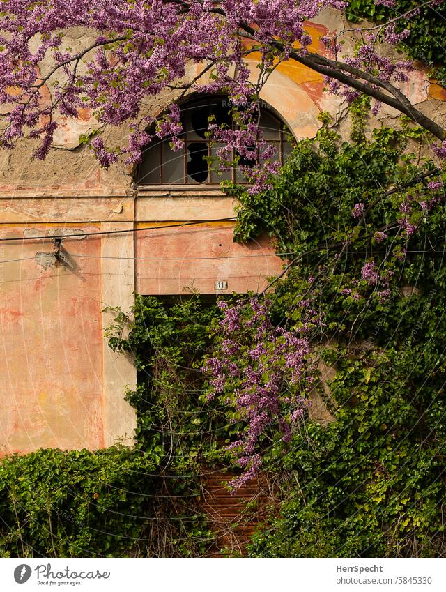 Teile einer alten, verfallenen Hafenanlage in Triest, von Pflanzen überwuchert lost places Gebäude Verfall Vergangenheit Wandel & Veränderung Menschenleer