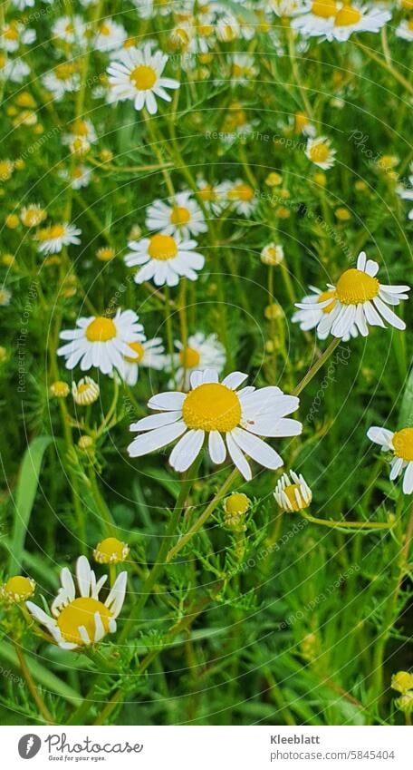 Wilde Kamille (Matricaria chamomilla) auf dem Feld mit vielen Knospen Heilpflanze Blume Blüte Pflanze Kamillenblüten gesund bio Tee Kräuter Außenaufnahme