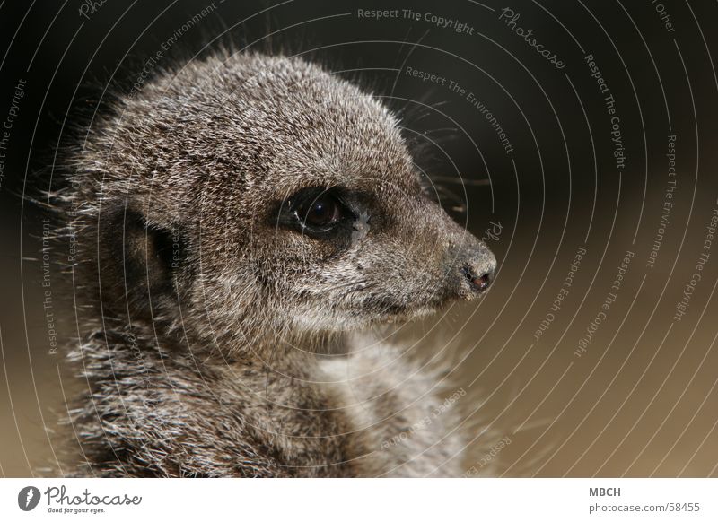 Wächter Tier Fell grau klein nah bewachen Schnauze erdmänchen Auge Makroaufnahme Blick timon Nase Ohr