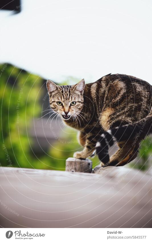 Katze in Angriffstellung faucht fauchen verteidigung Angst angreifen erschrecken Tier bedrohlich Aggression miauend Miau angriffshaltung angriffslustig Haustier