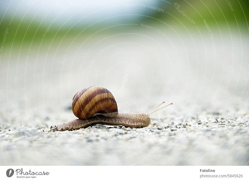 Eine Weinbergschnecke kriecht über einen Schotterweg. Es sieht aus, als ob sie schwer an ihrem Häuschen ziehen muss. Schnecke Schneckenhaus Tier Fühler langsam