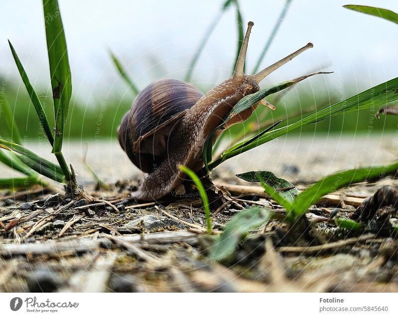 Eine Weinbergschnecke erklimmt einen Grashalm, als wären es die Alpen. Dass der Grashalm das aushält! Schnecke Schneckenhaus Tier Fühler langsam schleimig