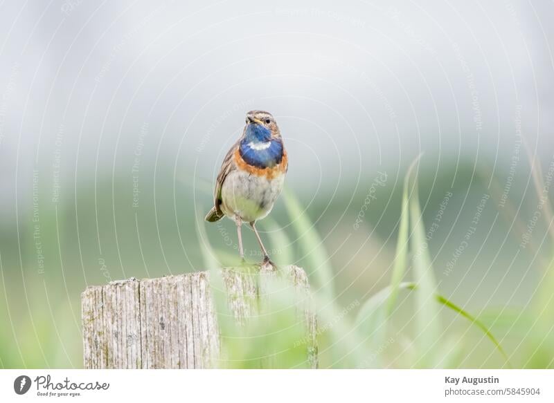 Weißsterniges Blaukelchen Luscinia svecica Blauwborst Fauna Flora Zaunpfahl Schilfzone Gräser Natur Vogelschutzgebiet Naturschutzgebiet Morsum Insel Sylt