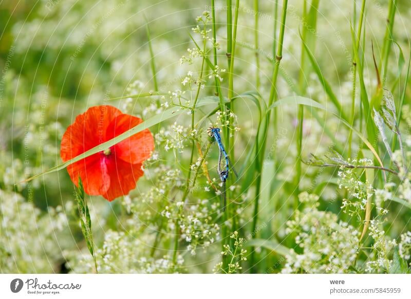 Libellen neben Blüten des Roten Mohns zwischen Wiesengräsern im Frühsommer blüht Coenagrionidae Enallagma ebrium Kraut Überstrahlung Textfreiraum Azurjungfer