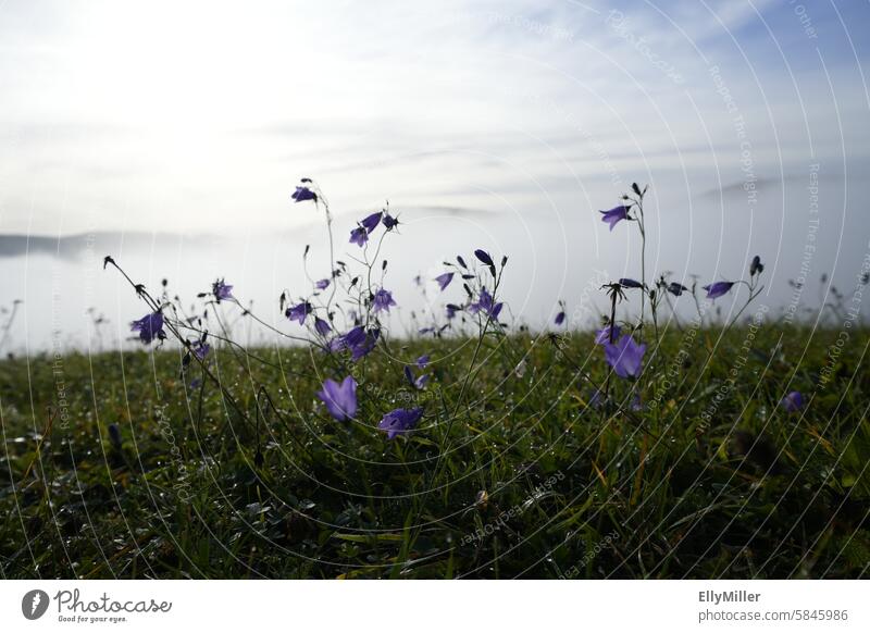 Morgennebel im Schwarzwald Natur Landschaft Nebel Umwelt Stimmung Menschenleer Blumen Nebelstimmung Morgenstimmung Licht Nebelschleier Morgendämmerung ruhig