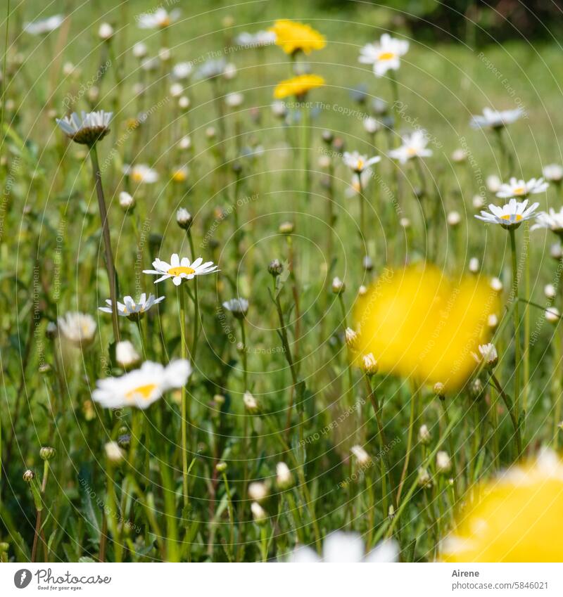 Ich träumte von bunten Blumen Blumenwiese Margeriten Wiese zart Wildblumen grün Sommer träumen weiß Wiesenblume Blütenblätter schön natürlich blühen Sommerblume