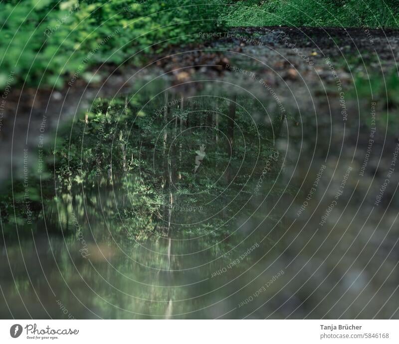 Wald in der Pfütze Bäume nach dem Regen Spiegelung nass Reflexion & Spiegelung Wetter Regenwetter schlechtes Wetter Wasser Wege & Pfade Natur Waldweg im Wald