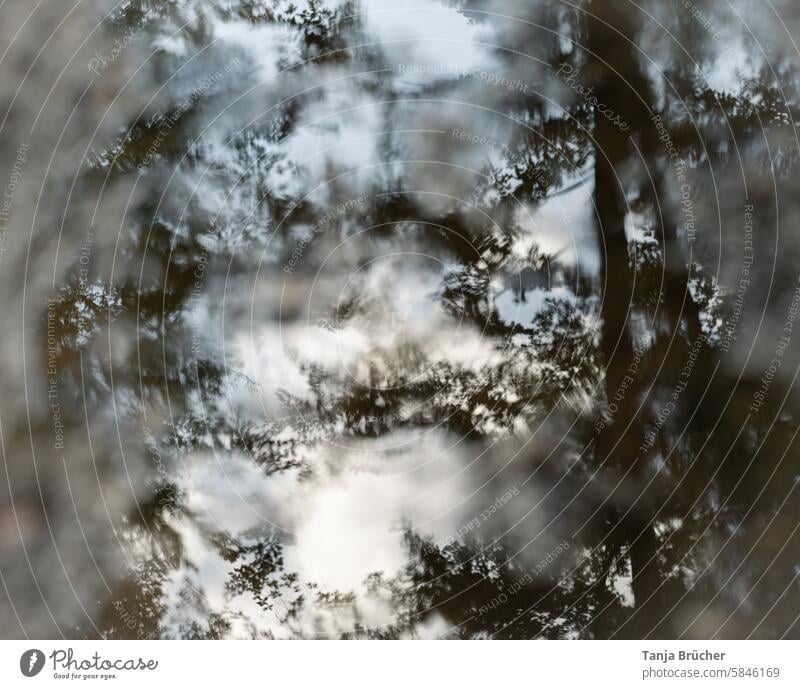 Spiegelung in der Pfütze Wald Bäume Reflexion & Spiegelung Blätterdach Baumkronen nach dem Regen Spiegelung im Wasser Formen und Strukturen nass Blauer Himmel