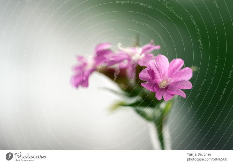 Rote Lichtnelke verträumt Silene dioica Rotes Leimkraut Rote Nachtnelke Rote Waldnelke Taglichtnelke Herrgottsblut Leimkräuter Nelkengewächse Caryophyllaceae