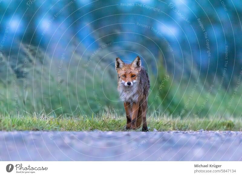 Fuchs mit nassem Fell auf dem Feldweg Feuchtgebiet Fellstruktur fleischfressend Pfoten Säugetier Vulpes vulpes räuberisch Waldgebiet Eckzahn ländlich